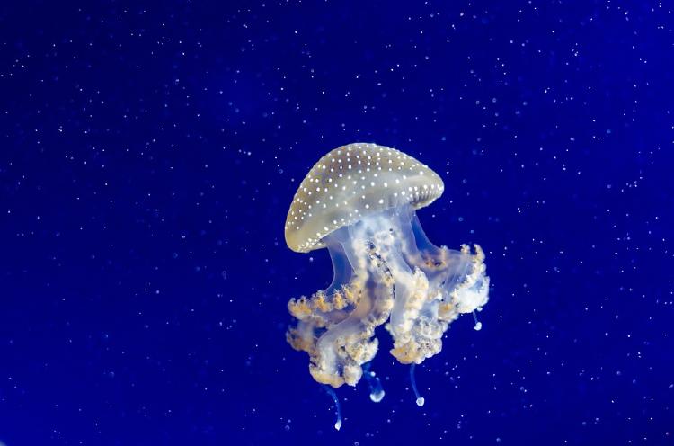 jellyfish-958250_960_720