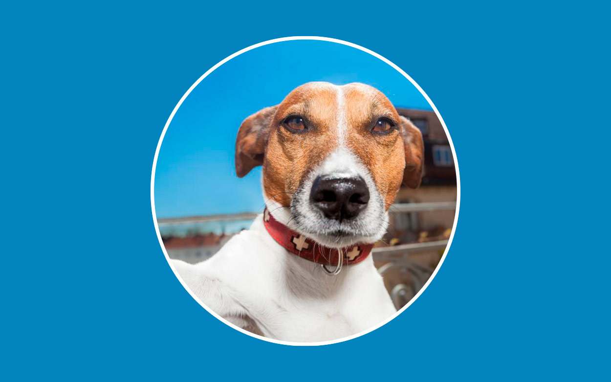 Cámaras de vigilancia para perros - Gublog - ¿Qué hace tu perro cuando no  estás en casa? Te contamos cómo saberlo con las cámaras de vigilancia para  perros
