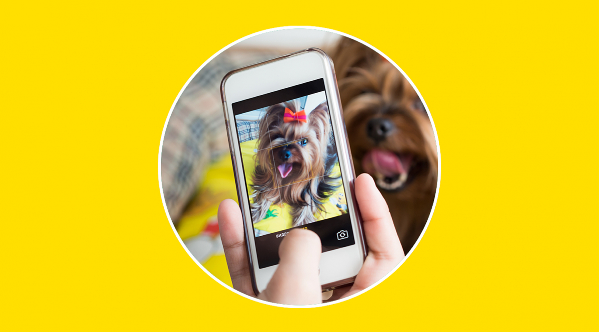Silbato para perros entrenador - Apps en Google Play